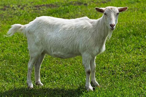 Is goat real. Things To Know About Is goat real. 
